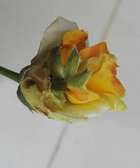 ���¼���������