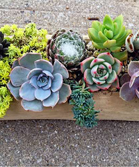 ��������ľ�ƻ��軹�����ÿ���