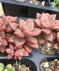 ������С�����״̬����