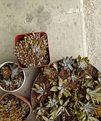 Ұ������