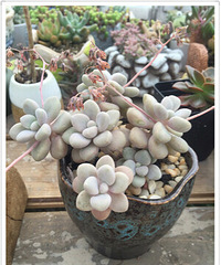 �ҿɰ��������ǣ��������ֵĳɳ���