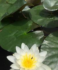 ��ĳ���˼ҵĺ�����ĵģ��о�������