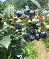 ��ժ��ݮ��������չ�����������α�����ʶ