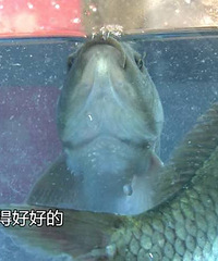 "你买的龙虾、鲫鱼等水产品“活蹦乱跳”看似新鲜,真相并非如此!