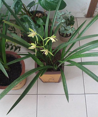 ���ֱ���