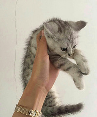 ��Ӣ��ϲ������