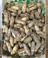 把车开上浙江这个海岛 蛏子青蟹肥美便宜