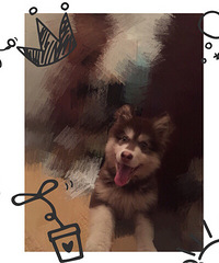 �����ҳ���Ƥ