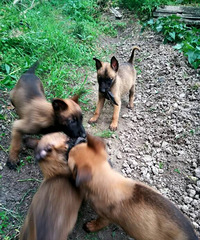 �����ۡ�������������С��Ȯ������Ȯ����Ҫ��۸�ʵ