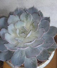 �����³�Ա