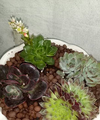 �����³�Ա