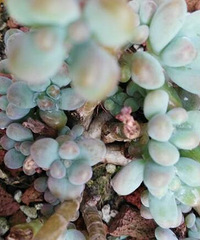 ���죬���žͺ�