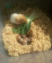 ��ë�������ˣ�������