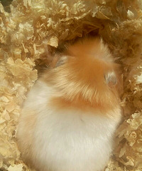 ��ë�������ˣ�������