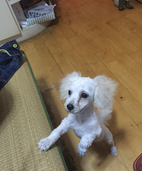 #�ȳ����#ī����ª��ʱ��