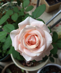 ���ڵȳ���������