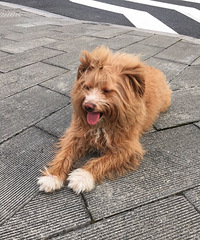 丁桥谁家今天狗丢了?