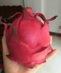 又一发现 火龙果原来可以这么美味