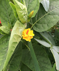 �ֿ��˻�ɫ�ģ���֪����ʲô��