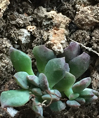 ���ǵ�һ���Զ��⣬���������������֣�����