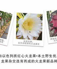 关于这个火龙果的品质问题