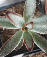 ͣ�������Ľ���