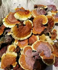 ������Ϣ�����������ӡ�һ���˹��������Ӿ�