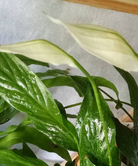 ���򻨿�������