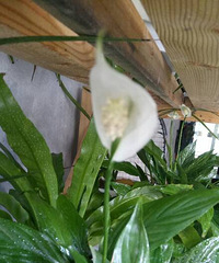 ���򻨿�������