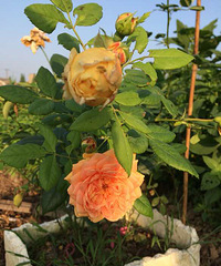 �ƽ���俪�ſ���զ�ر�ɫ�ˣ�