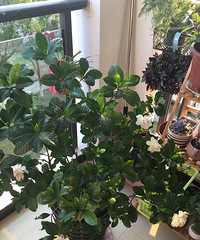 ���ӻ���ѽ��