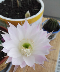 ��ס����˲��