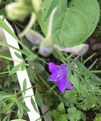 С�����ֿ�������Ʒ����ɫ�Ļ������ų�����