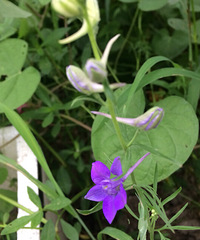 С�����ֿ�������Ʒ����ɫ�Ļ������ų�����