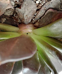 ���췢�ֺ����ӵ�Ҷ���ˣ�ʲôԭ��