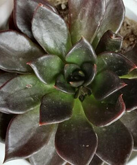 ���췢�ֺ����ӵ�Ҷ���ˣ�ʲôԭ��