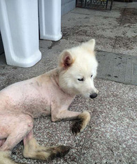 这只狗狗需要一个家