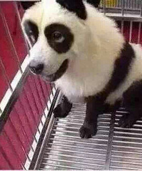 ��Ů����è