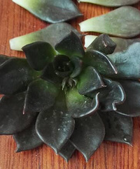 ��������ô�ˣ�