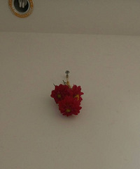 ���ŷ�����仨�������ܲ��ܱ���ɫ��