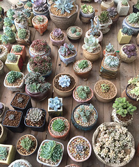 ��ͼ�ٻ�����