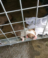 ��С������