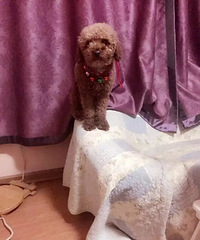 重金寻爱犬!(棕色泰迪28日凌晨丢失于朝晖七区)