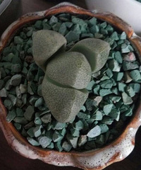 ��������⣬ϣ���ܻ�