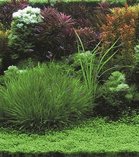 怎样在家里打造一个迷你水族馆
