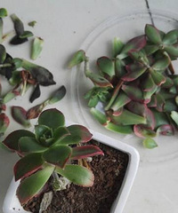 �̺�����֮�����ջԡ���