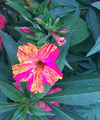 �����ĵģ��������˺��������ֽ���ץ����