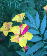 �����ĵģ��������˺��������ֽ���ץ����