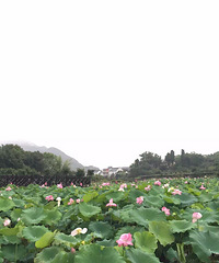 我要自荐新叶古村双美居