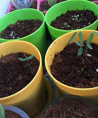 ����ݳ�������ôС�и߶����Աߵı���Ҳð